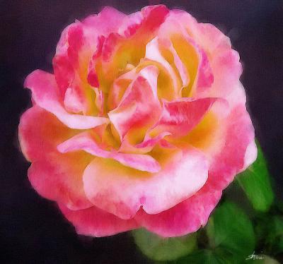 pinkyellow rose 04