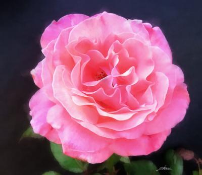 pink rose 04