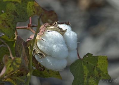 cotton