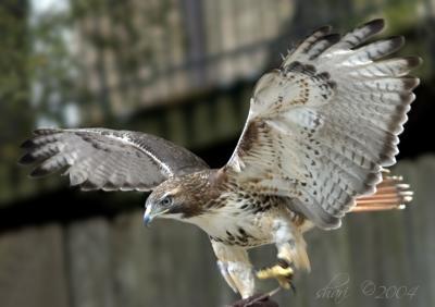 hawk