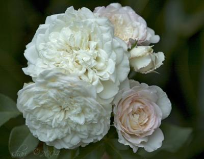 white and pink roses