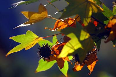 Autumn - liquidambar leaves