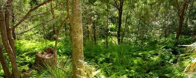 Angophora Reserve in Avalon