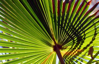 Palm  frond