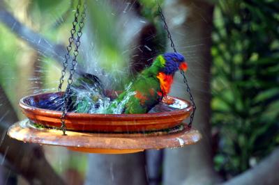 Birdbath with rainbow lorikeets