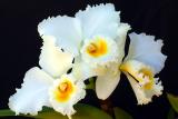 Three orchids