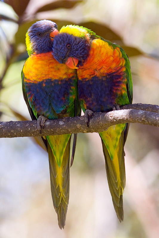 Two rainbow lorikeet lovers