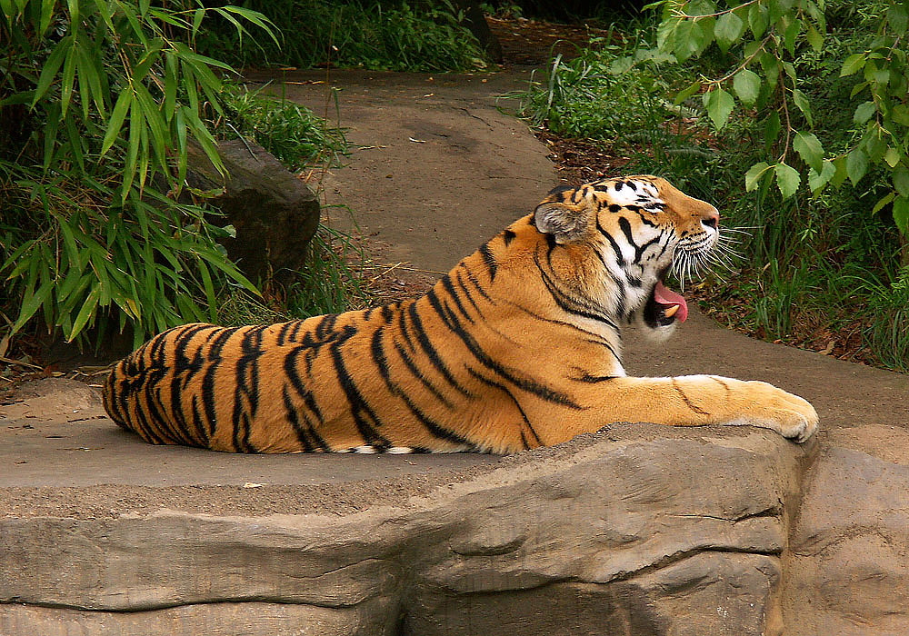 Tiger Yawning