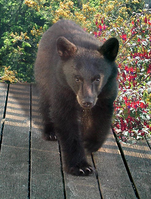 The Bear Who Came To Visit