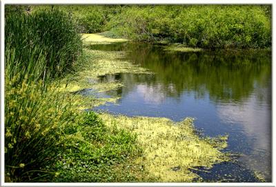 Pinckney Isle Egret Sanctuary