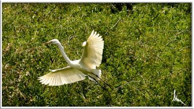 Pinckney Island Bird Crop