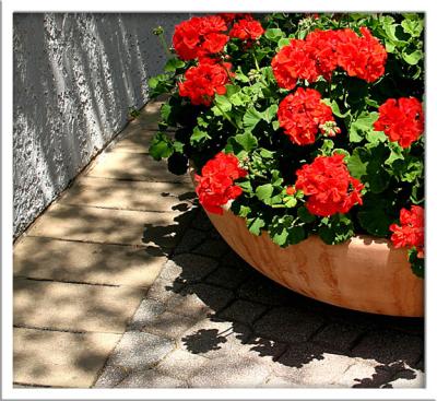 Geranium pot w Shadow