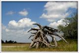 Pinckney Island Driftwood