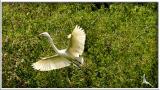 Pinckney Island Bird Crop