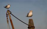 Gulls Watching The Buoys