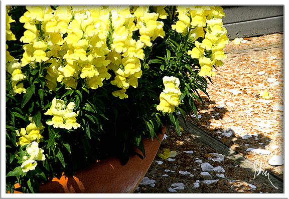 Flower Pot at Shelter Cove