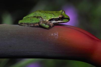 Frog, Riding on the Bird of Paradise
