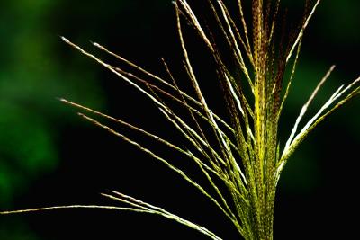 Reed as a Flower