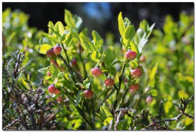 Blueberries