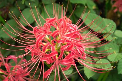 Lycoris radiata