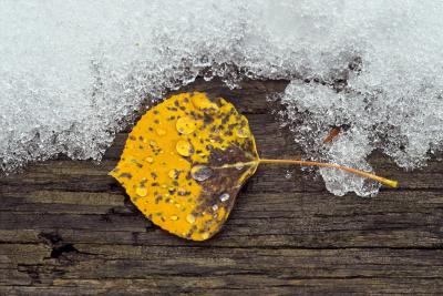 Leaf in Snow