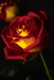 a rose