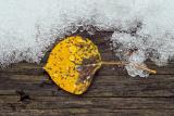 Leaf in Snow