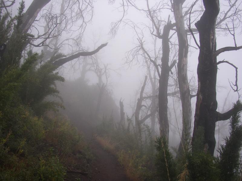 Bariloche Trail.JPG