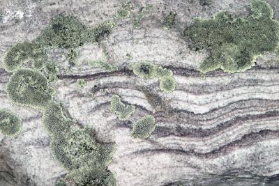 Lichen and Rock Patterns.jpg
