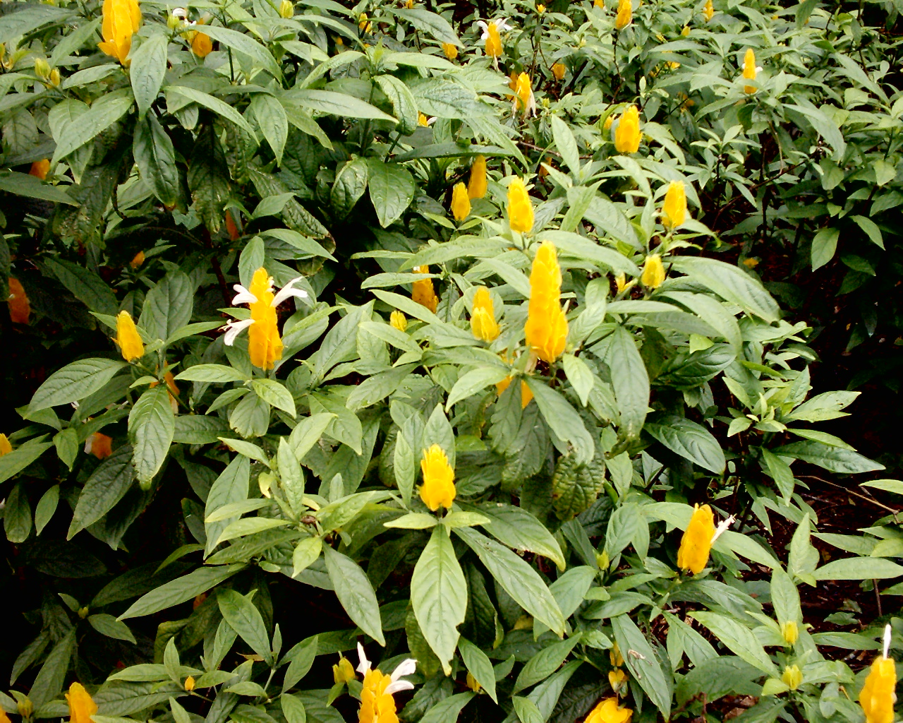 S1010047.JPG