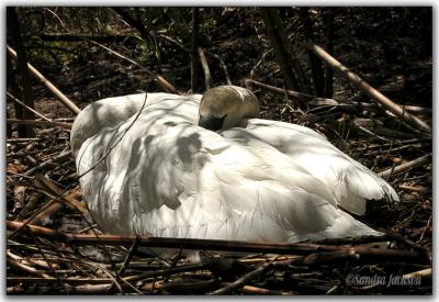 Resting and incubating