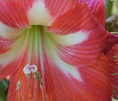 Amaryllis - Cropped  Sharpened 2.jpg