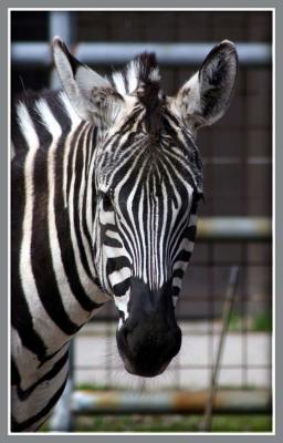 Zoo34