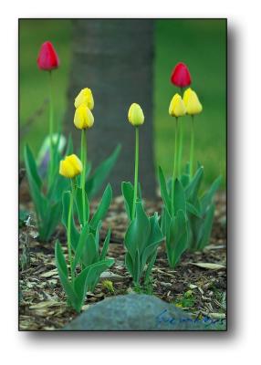 Rockford Tulips : Week 4