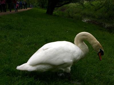 Waddling Swan