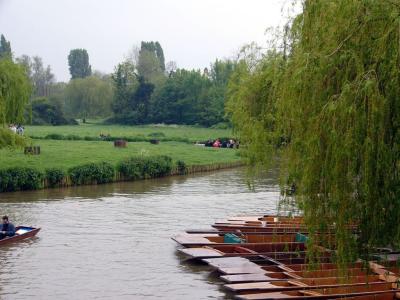 Willows by the River by the Punts