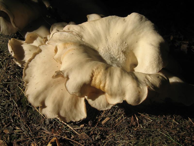 Shelf Mushroom 1