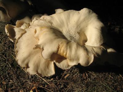 Shelf Mushroom 1