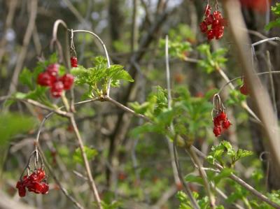 Wild Berries