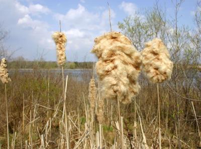 Cattails