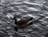 April 29, 2004 - Make that duck, duck, GOOSE