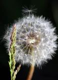 May 7, 2004 - Going to seed