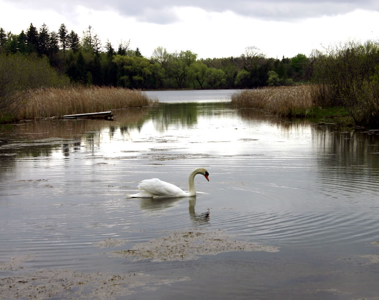 Swan Lake