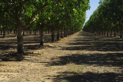 pistachio orchard, california central valley