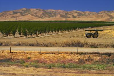 young orchard, california central valley