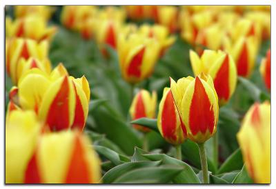 Rows and rows of Tulips