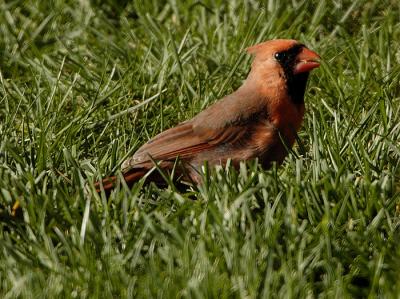 CardGrass.jpg