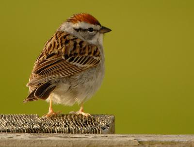 FatSparrow.jpg