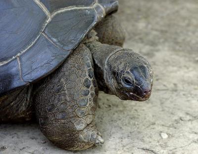 OldManTortoise.jpg