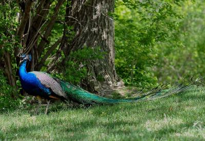 Peacock.jpg